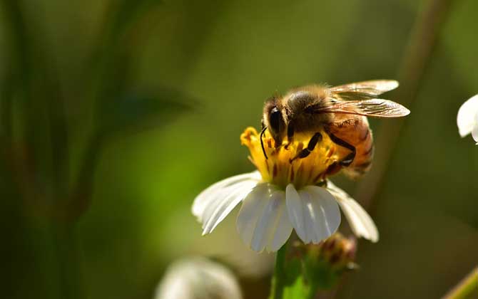 蜜蜂的种类及图片大全(图5)