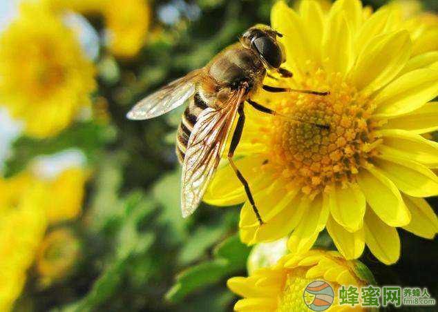 蜜蜂蛹病如何防治？