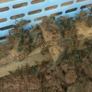 新手养中蜂有哪些误区？