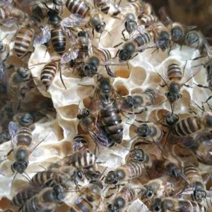 中蜂一脾蜂如何繁成强群？