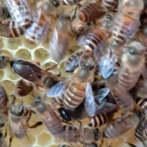 中蜂喂什么能快速繁殖？
