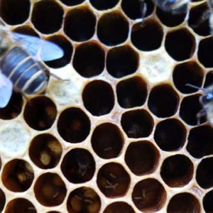 中蜂活框怎样安全越冬？