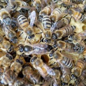 意蜂和中蜂有什么区别？