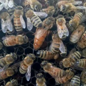 意蜂春季养殖管理技术