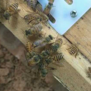 一箱蜜蜂一年产多少蜜？