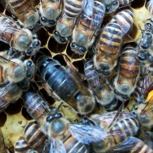 怎样用自然王台人工分蜂？