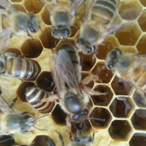 新蜂王怎样放进蜂群中？