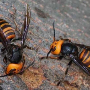 虎头蜂蜂蛹几月份最多？