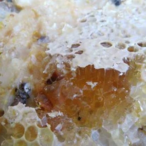 土蜂蜜的真假怎么鉴别？