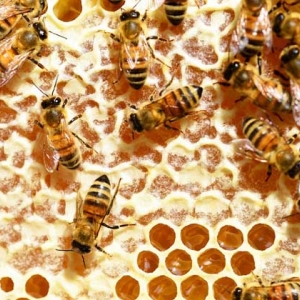 真蜂蜜的鉴定方法？真蜂蜜大概多少钱一斤？