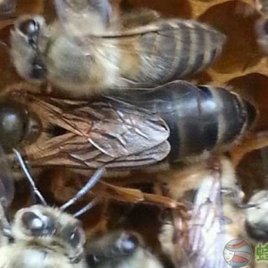 蜜蜂人介王不成功的表现有哪些？