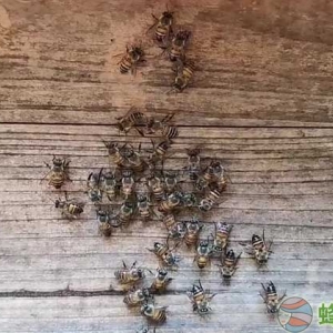 新人初次养蜂要注意什么？
