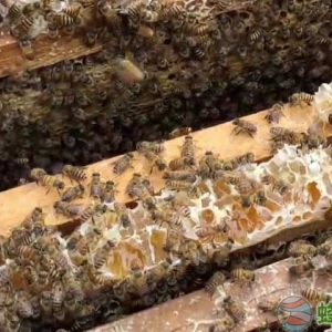 新手如何在老家怎样养好蜜蜂？