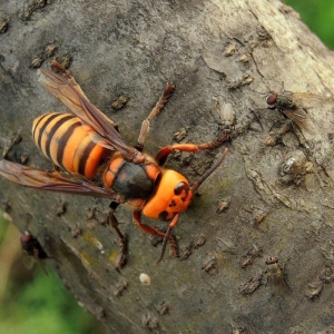 世界五大毒蜂是哪些? 中国五大毒蜂有哪几种
