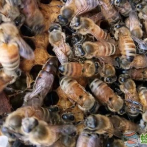 新疆黑蜂蜜与普通蜂蜜的区别