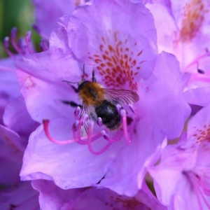 怎么让蜜蜂弱群变强群  弱群500只蜂能养活吗