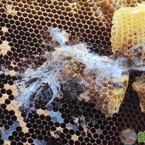 中蜂用哪些药可以治虫 巢虫用什么药治比较好？