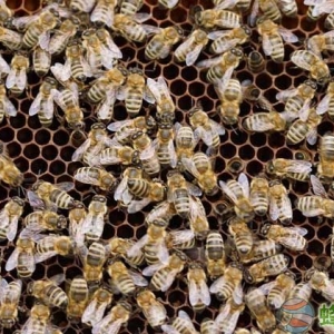 我国有多少群蜜蜂？