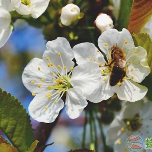 蜜蜂养殖的成本高吗？