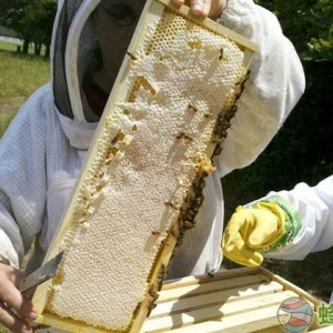 2023年养蜂有补贴吗？