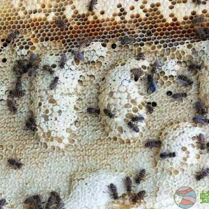 中蜂养殖效益怎么样？