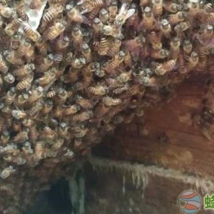 中蜂一般飞多远去采蜜？