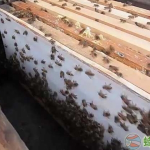 中蜂自然分蜂怎么处理？