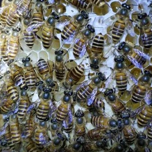 蜜蜂鸡蛋群还能养活吗？