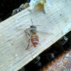 介王成功蜜蜂的表现有哪些？