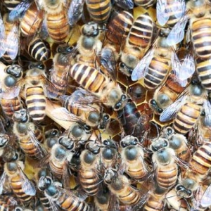 新手养蜂要掌握哪些技术？