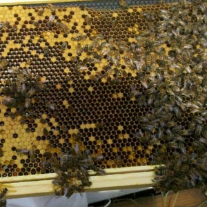 几月份买蜜蜂群最合适？