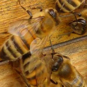 合并蜂群第二天蜜蜂会怎样？