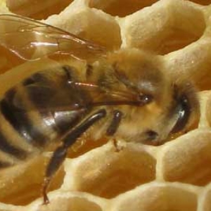 哪些人不适合养蜂？