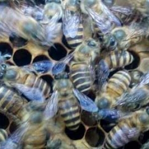 中蜂怎样合并蜂群？
