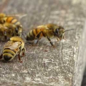 什么是内勤蜂？