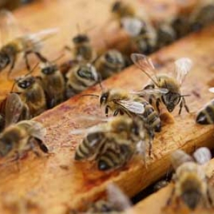 蜜蜂是怎样调节温度的？