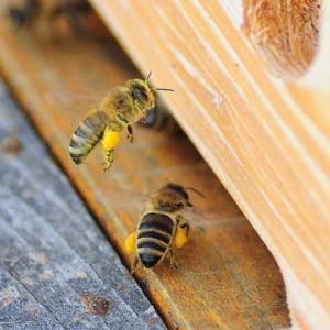 蜜蜂爬蜂综合征