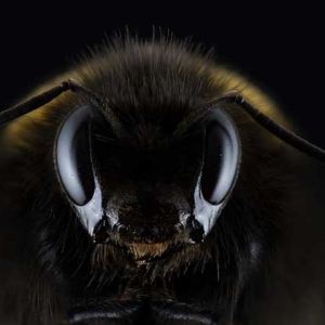 欧洲黑蜂