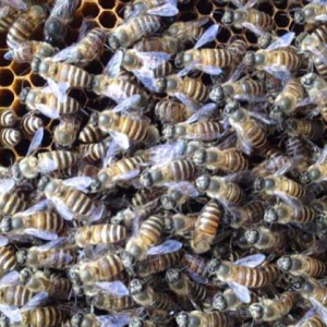 蜜蜂怎么快速繁殖？不妨试试奖励饲喂，快速就能将蜂群繁殖起来！