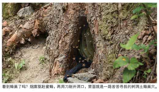 高原野生树洞蜂蜜