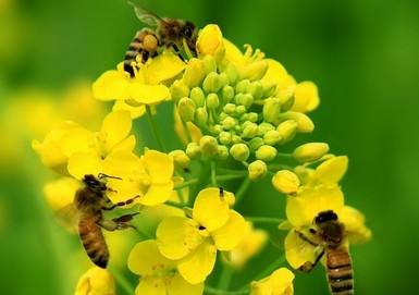 蜜蜂采蜂蜜