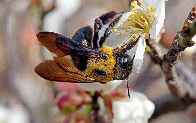 木蜂