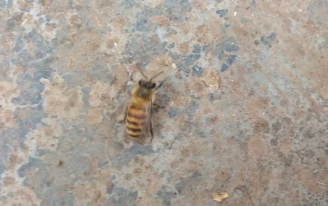 东方蜜蜂