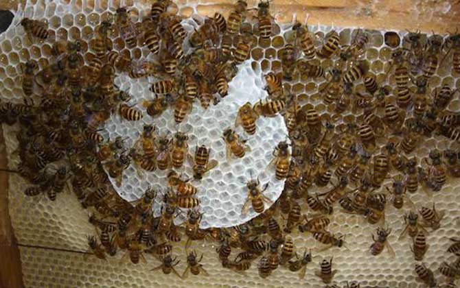 新收蜜蜂