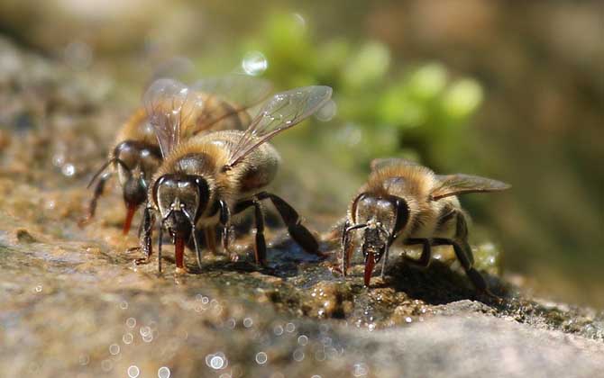 野生蜜蜂