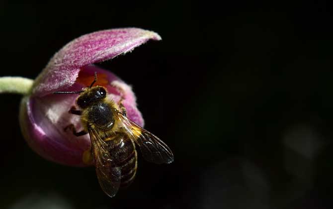 野生蜜蜂