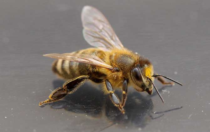 中蜂和意蜂混养的坏处