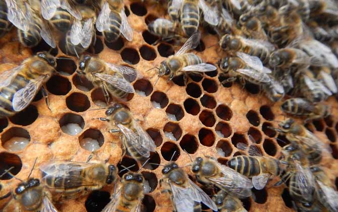 蜂螨怎么防治