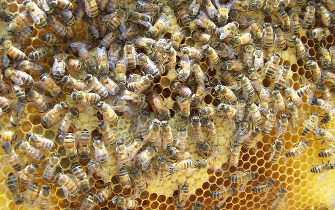 蜜蜂白头蛹用什么药