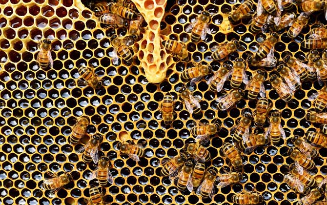 蜜蜂白头蛹用什么药